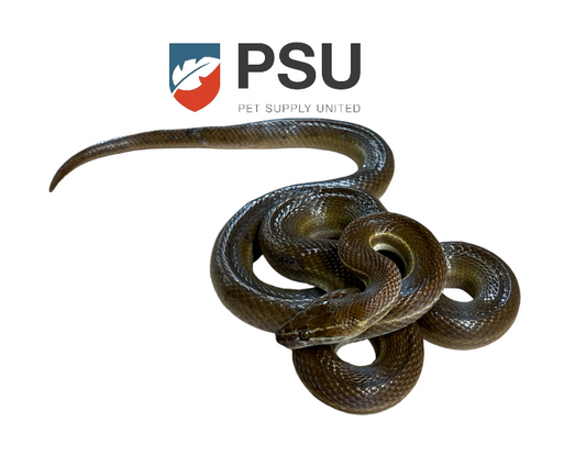African Brown House Snake