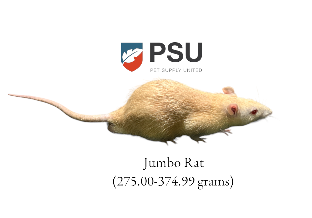 Jumbo Rat