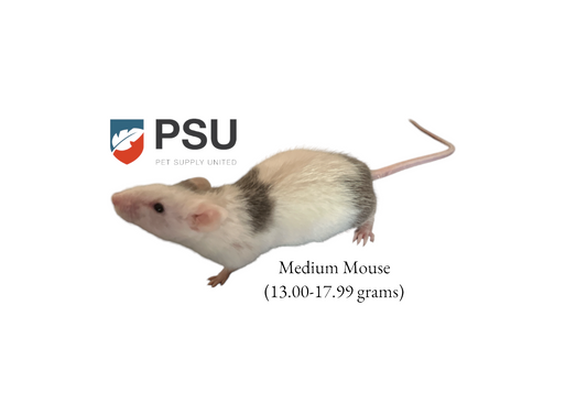 Medium Mouse