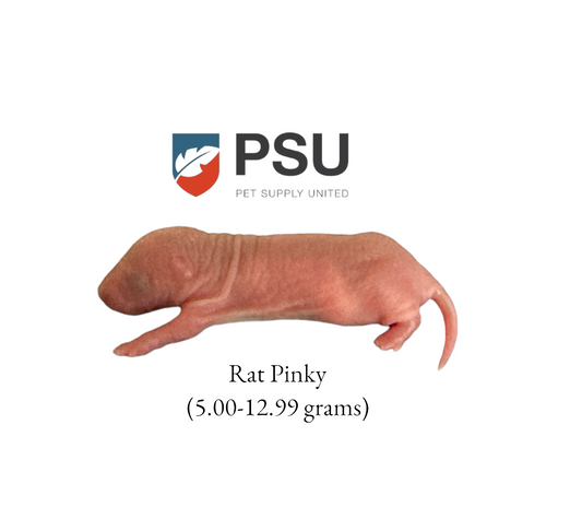 Pinky Rat
