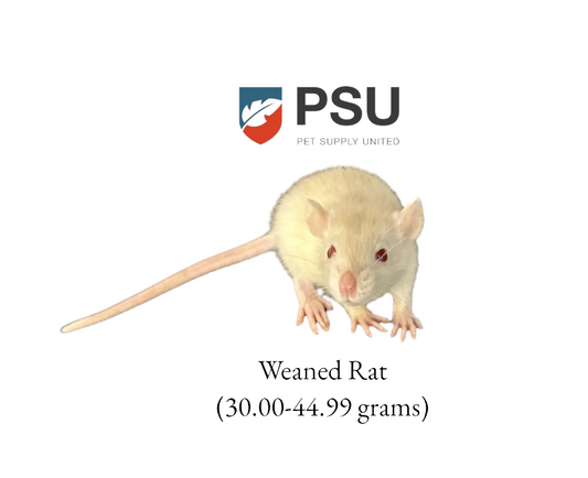 Weaned Rat