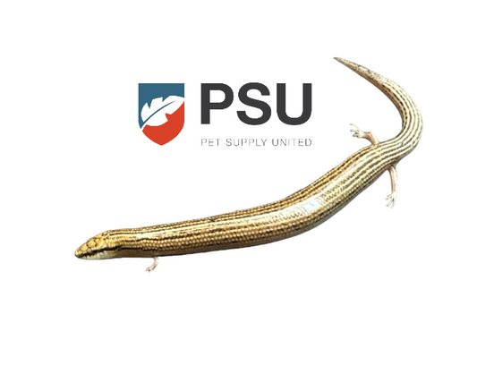 Wedge-Snouted Skink