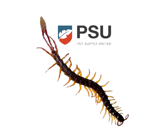 Flag Tail Centipede